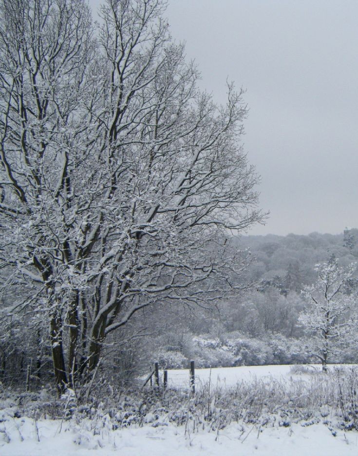 Snow in Banstead in Jan 2010 - Park Downs (1)