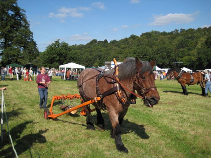 Shire Horses at the 2008 Banstead Countryside Day