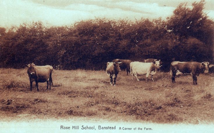 Rose Hill School, The Farm