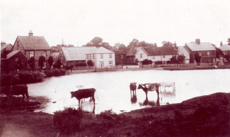 Cattle at Burgh Heath pond