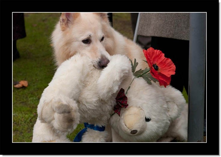 Remembrance Day 2009 - Dog and friend