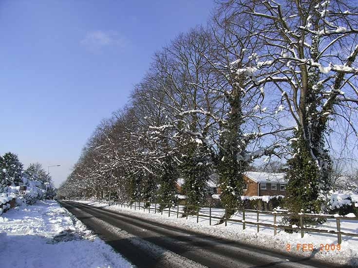 Snow covered trees Fir Tree Road Nork Banstead
