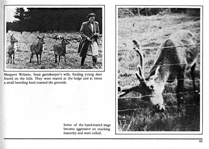 45 Deer Rearing