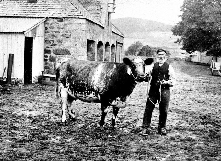 110 Prize Cow Mains Farm Glenbuchat