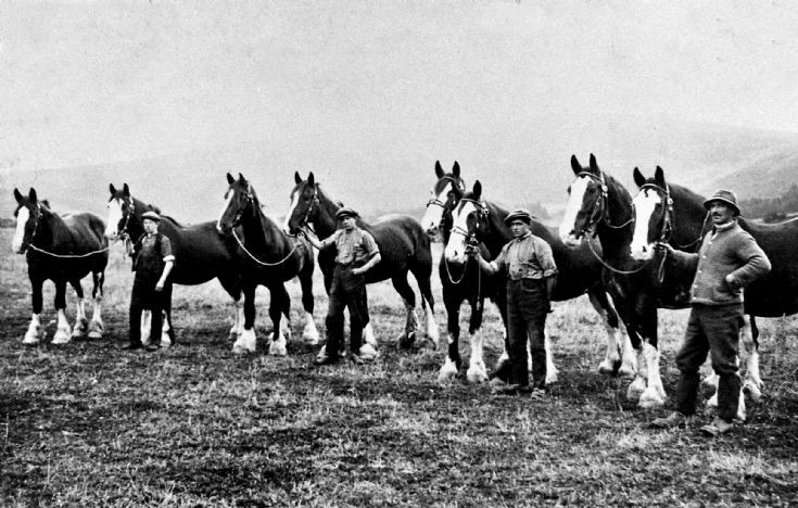 111 Horses Mains Farm Glenbuchat