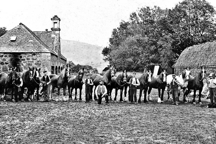 144 Horses at the Mains Farm Glenbuchat