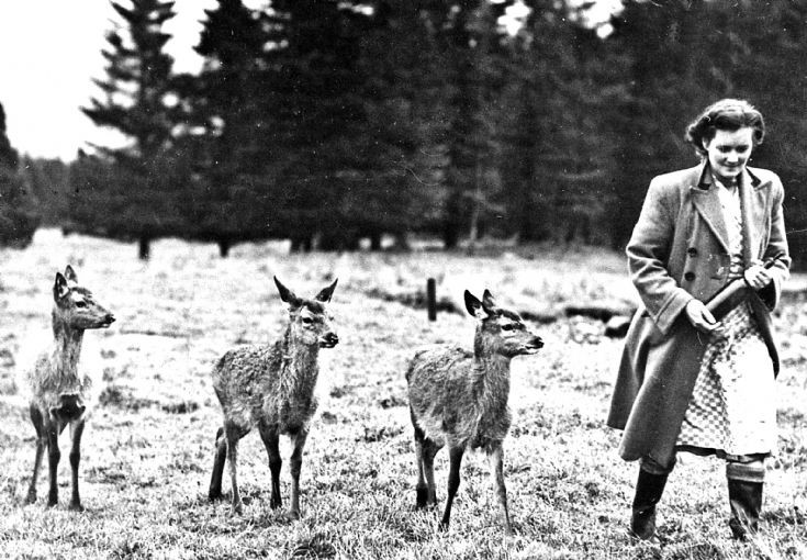 30 Deer at Upper Lodge Glenbuchat