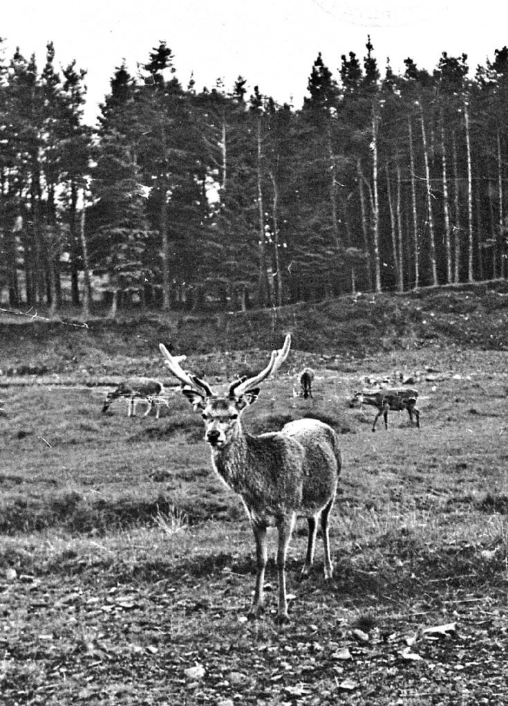 31 Deer at Upper Lodge Glenbuchat