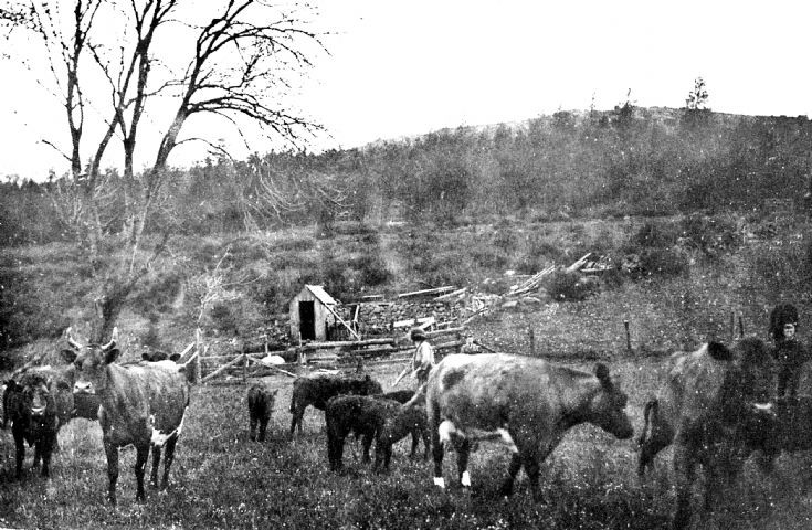 87 Tending Cattle at ? Craighead Glenbuchat