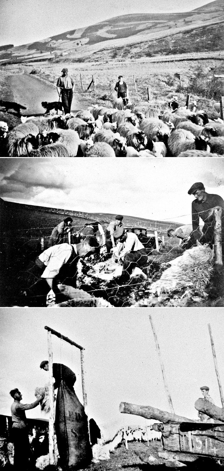 92 Mr McRobert and friends herding, shearing sheep