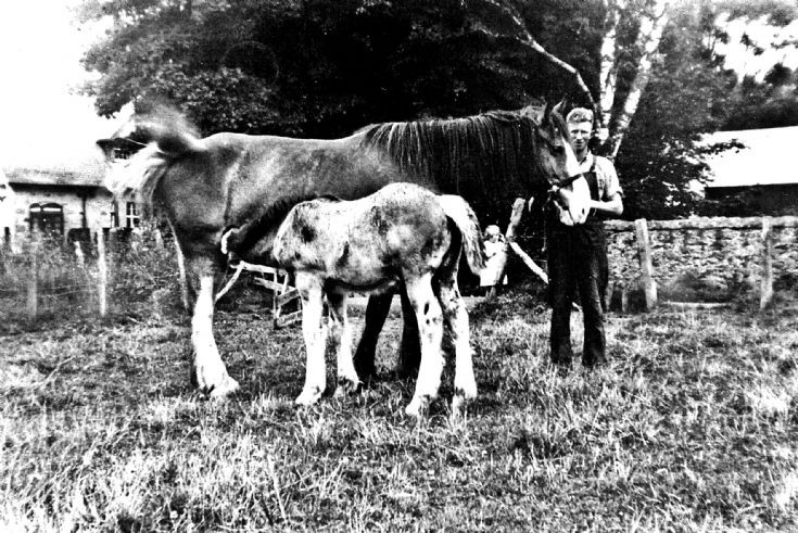 121 Horse and foal beside shop at Glenbuchat