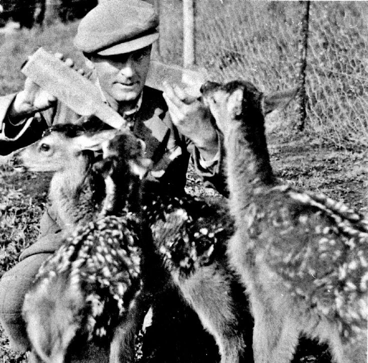 131 Feeding Deer at Upper Lodge Glenbuchat