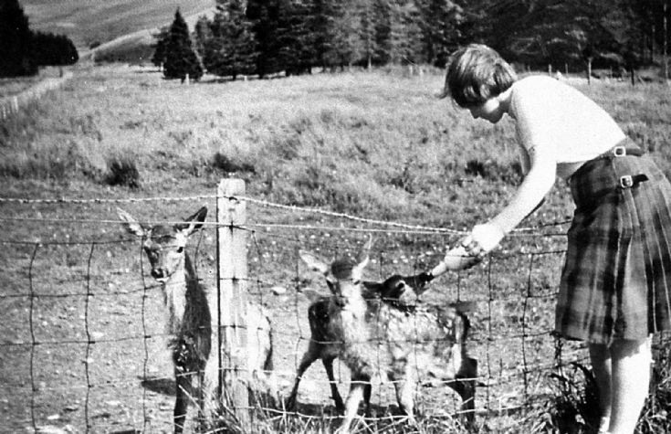 181 Feeding young deer, Upper Lodge. Webster girl.