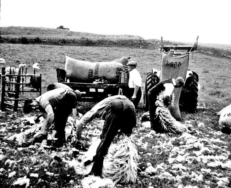 203 Sheep Shearing Glenbuchat