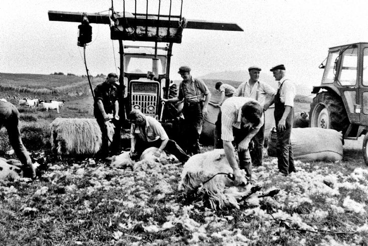 223 Sheep Shearing Easterbuchat Glenbuchat