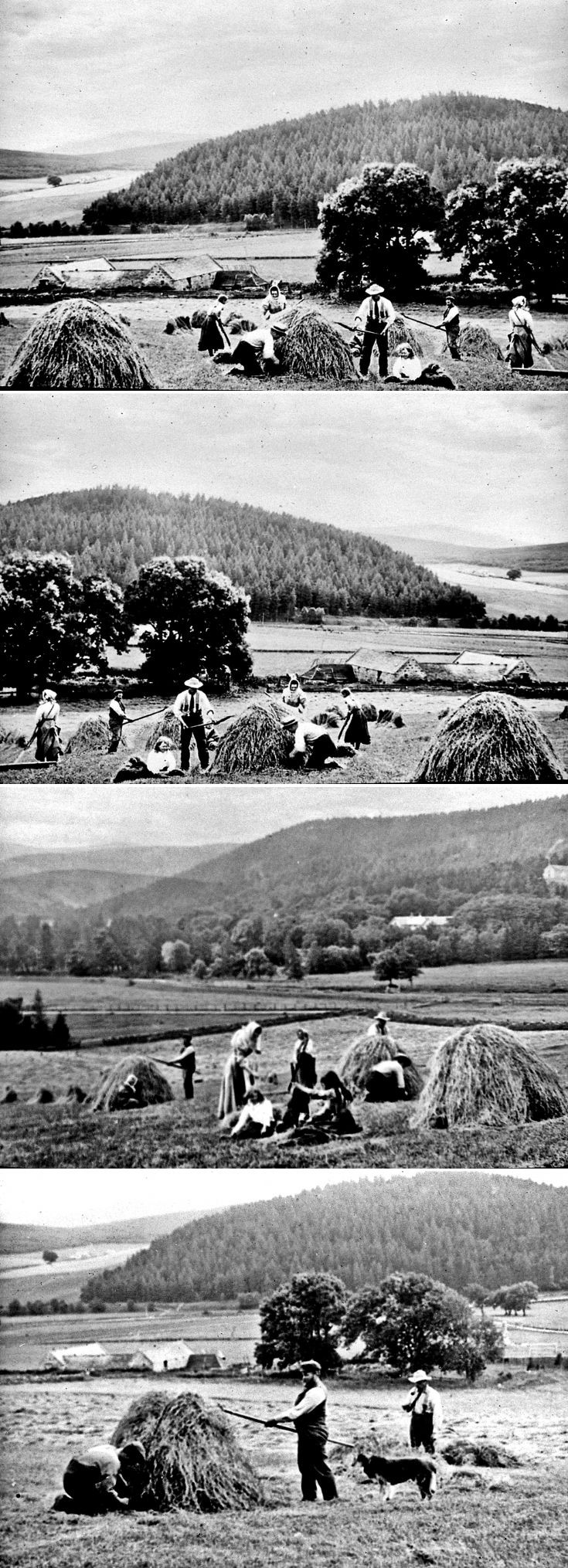 22 Strathdon Slides - Unidentified Farm Hay making