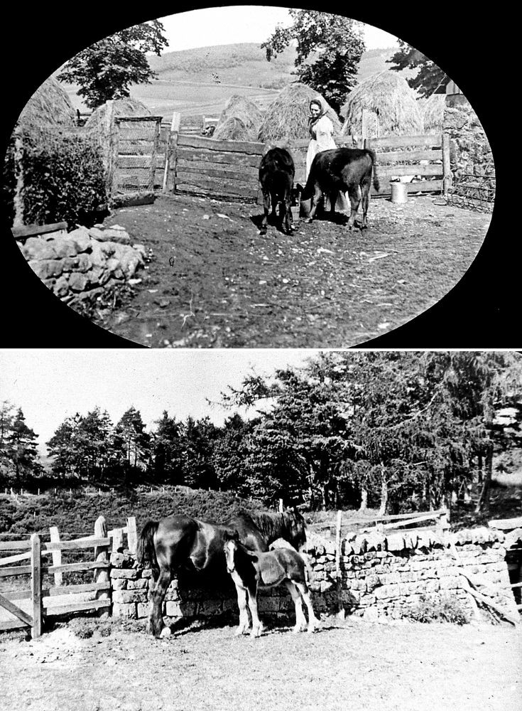 29 Strathdon Slides - Horses