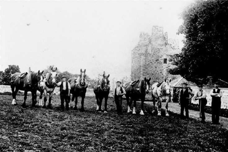 21 Mains Farm Horses