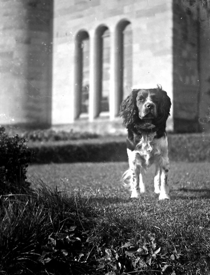 55 Spaniel at Castle Newe
