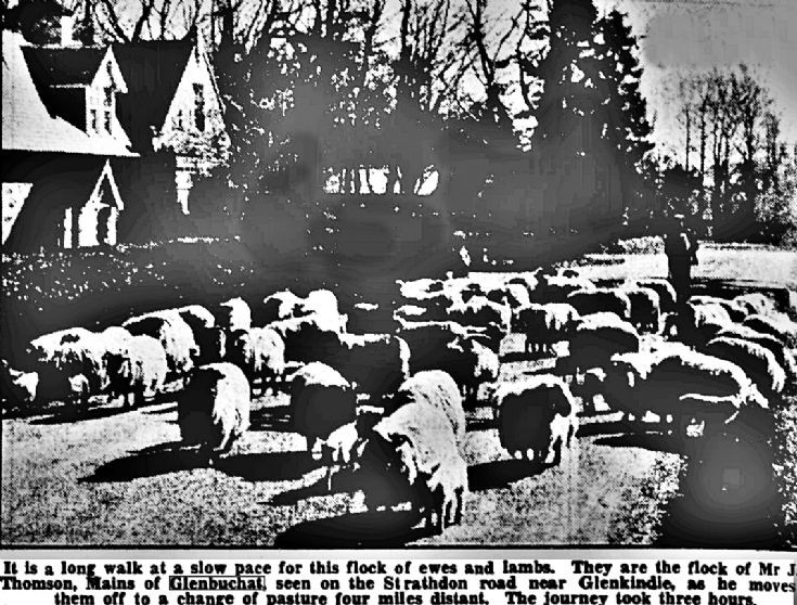 22 Glenbuchat Sheep Herding