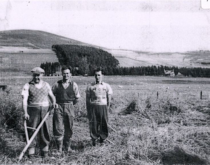 81 Haymaking