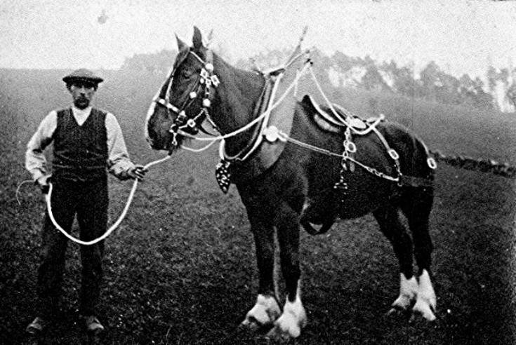 88 Prize horse