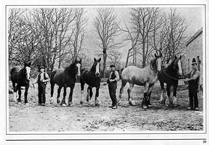 31 Castle Lodge Horses