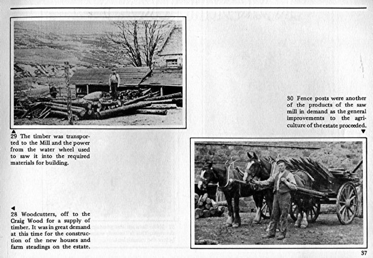 37 Woodcutters