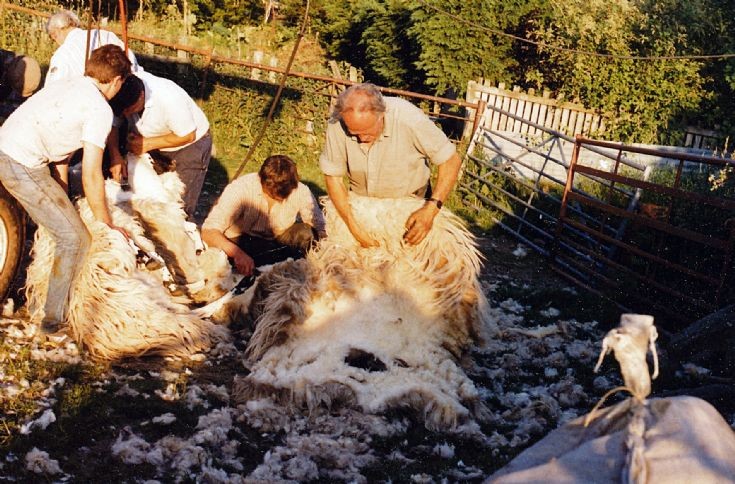 62 sheep shearing