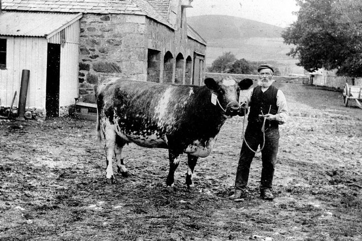71 Prize Cow