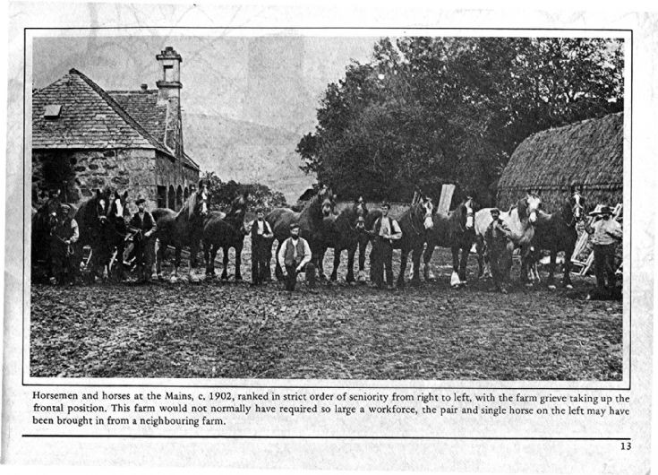 13 Mains of Glenbuchat Horses
