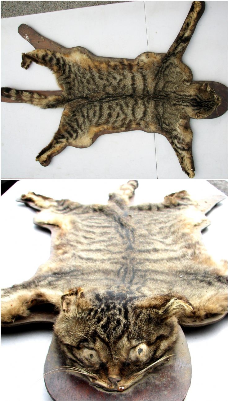 143 The Glenbuchat Wild Cat