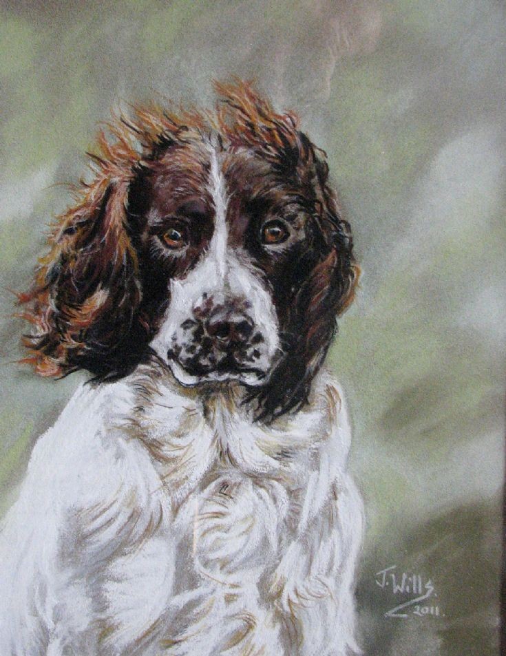 144 Jane Wills Animal Portraits Beltimb