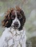 144 Jane Wills Animal Portraits Beltimb
