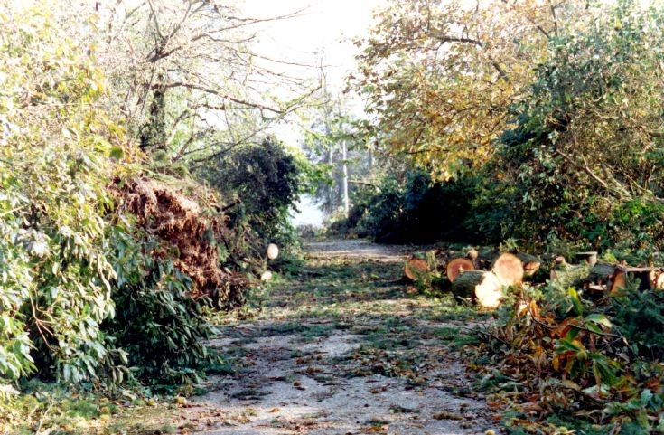 Great Storm at Nymans driveway, Handcross