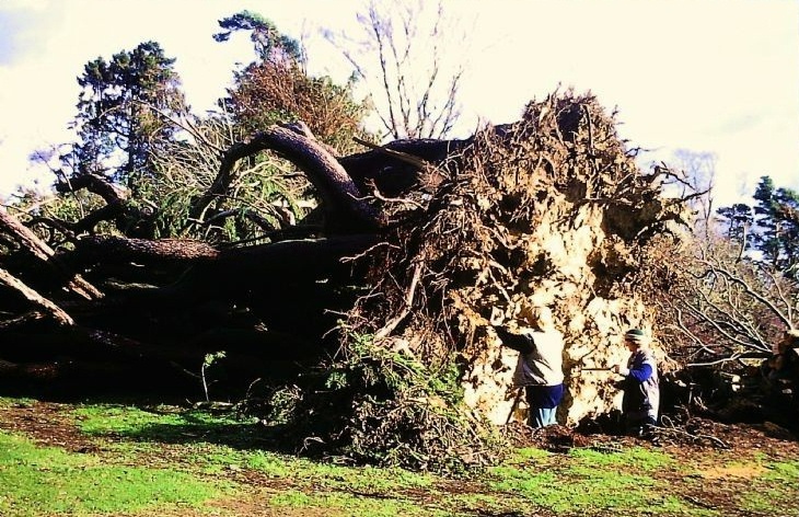 Great Storm at Nymans - Deodar Cedar