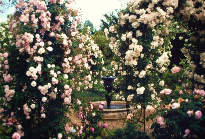 Nymans - Rose Garden renovation (6)