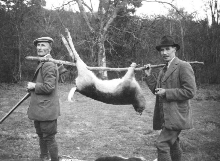 Deer shot on Tilgate estate