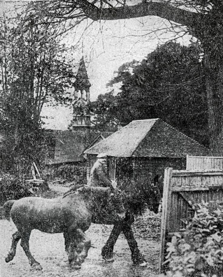 Carthorses at High Beeches