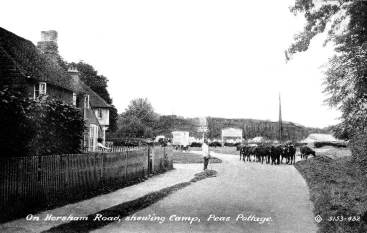 Cattle in Horsham Road, Pease Pottage