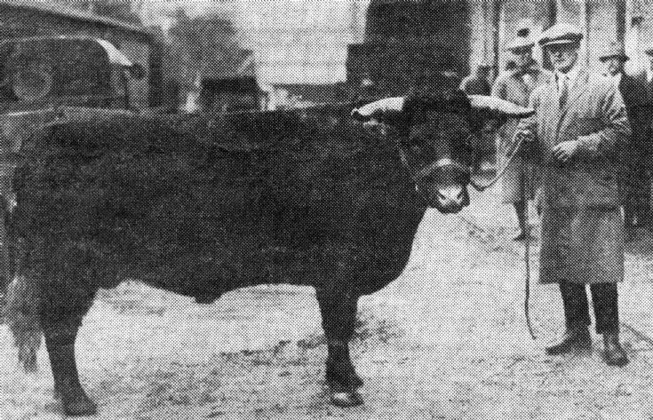 Colonel Warren's prize-winning cattle
