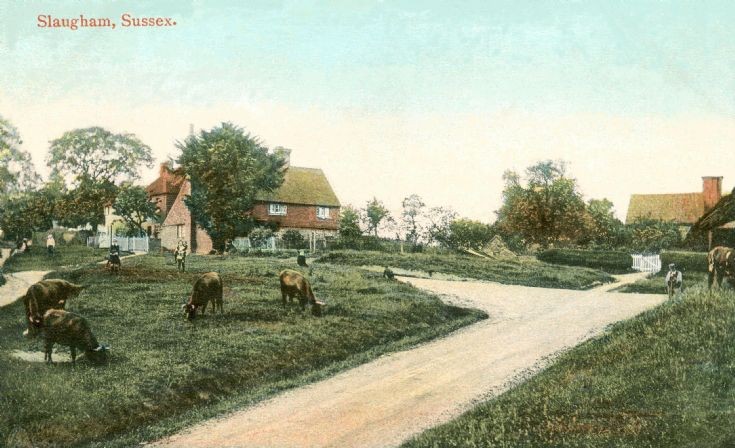 Cattle on Slaugham Green