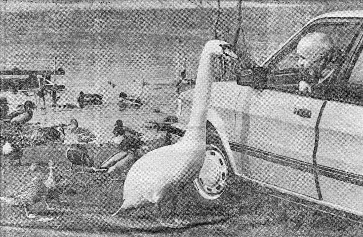 Swan at Slaugham Furnace Pond