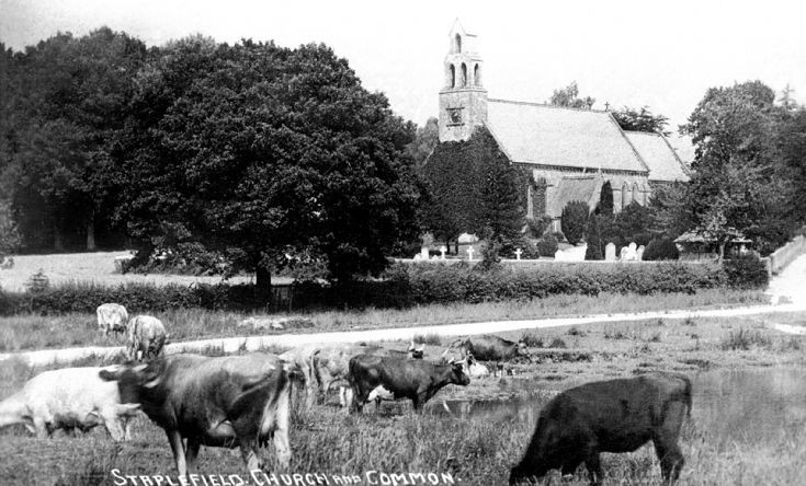 Cattle in Staplefield pond