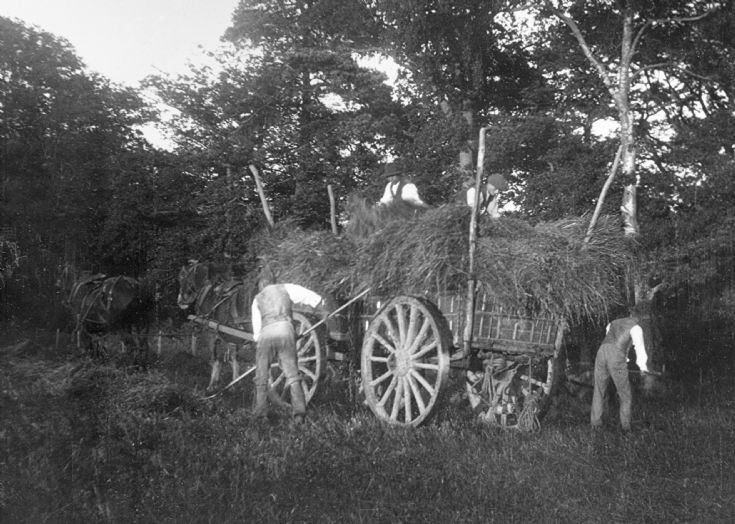 Harvesting on the Tilgate Estate