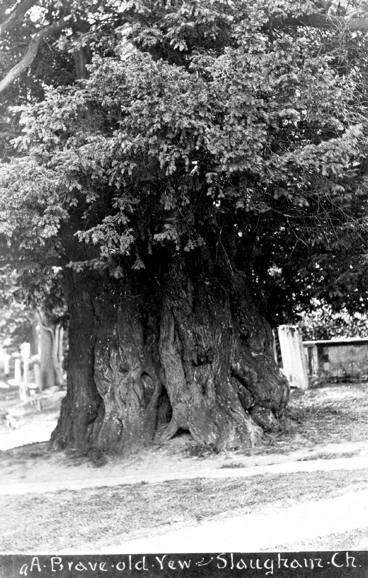 Yew tree in Slaugham churchyard