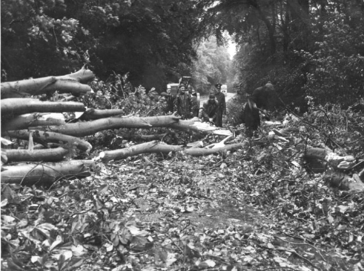 Tree clearance at Pease Pottage