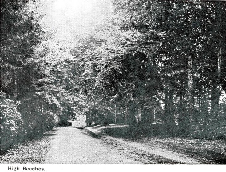 Balcombe Lane and low branches