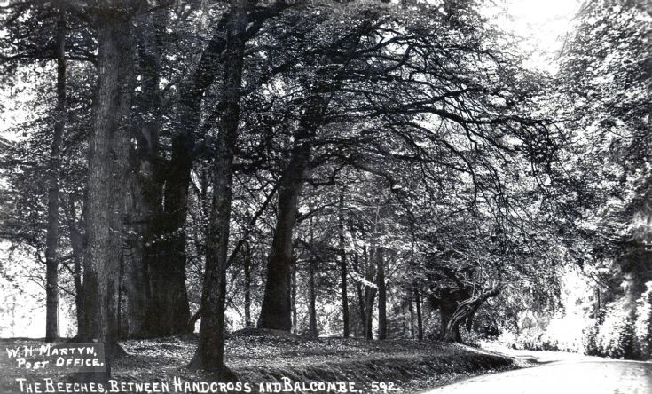 Beech trees in Balcombe Lane