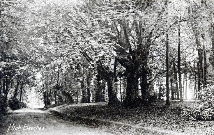 Balcombe Lane under the beech trees
